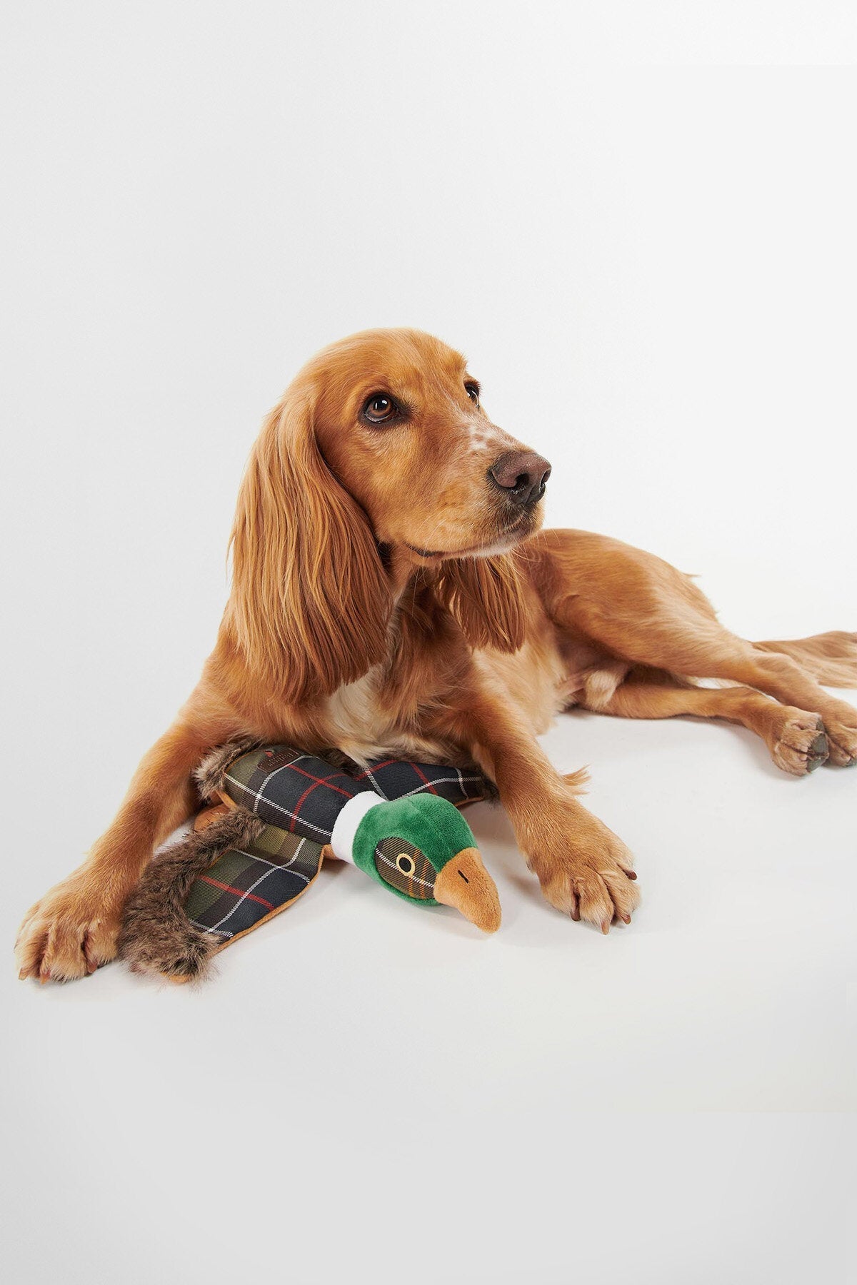 Pheasant Dog Toy